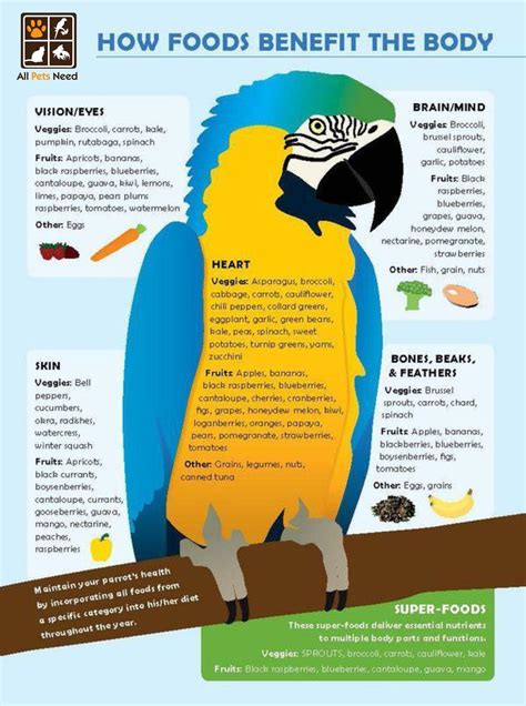 How Foods Benefit the Body | Parrot diet, Pet birds, Parrot toys