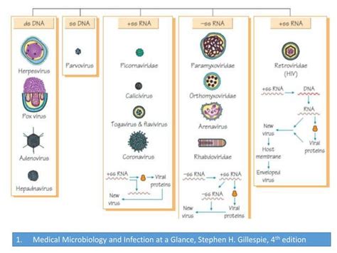 Virus structure | PPT