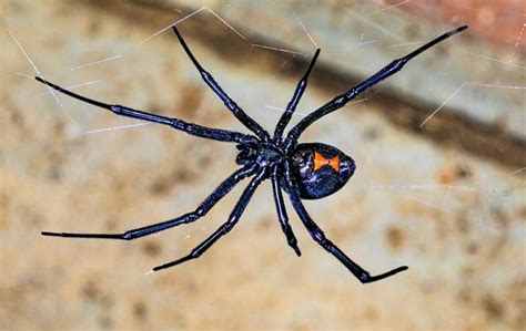 Blog - How Concerned Should I Be About Black Widow Spiders?