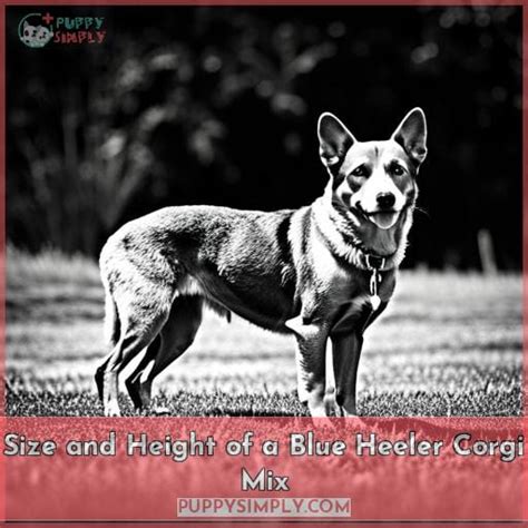 Blue Heeler Corgi Mix: Traits, Training, and Health