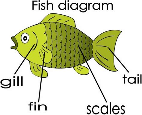 Fish diagram flashcard