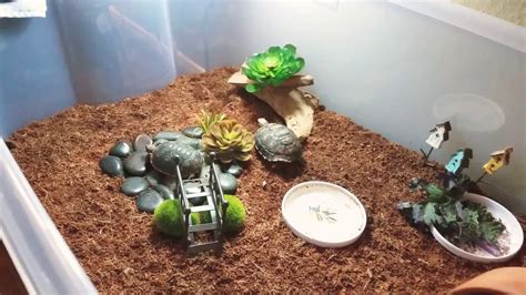 My New Red Foot Baby Tortoises and Their Habitat - YouTube