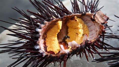 Sea urchin fertiliser trials are underway in Tasmania and are already showing promising results ...