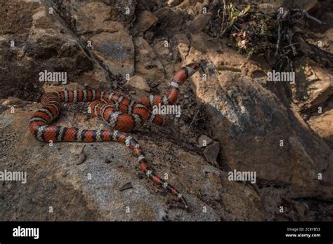 California mountain kingsnake (Lampropeltis zonata) in habitat, one of the most beautiful snakes ...