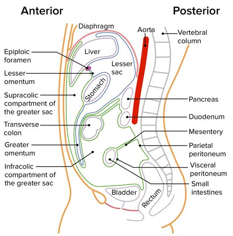 Puñado Investigación solamente cavidad peritoneal anatomia Polar ...