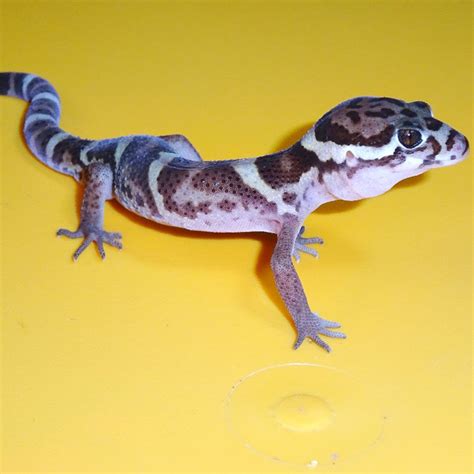 Central American Banded Gecko c.b. babies