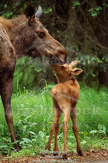 Baby Moose and Mom ~ ...........click here to find out more http://googydog.com | Natur, Elg