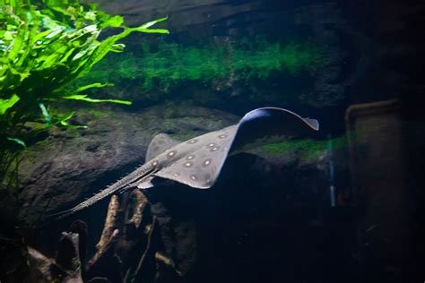 Keeping Freshwater Stingrays (Types, Care, Diet, & Breeding)