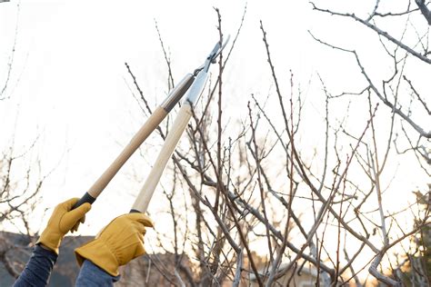 How to Prune Plum Trees