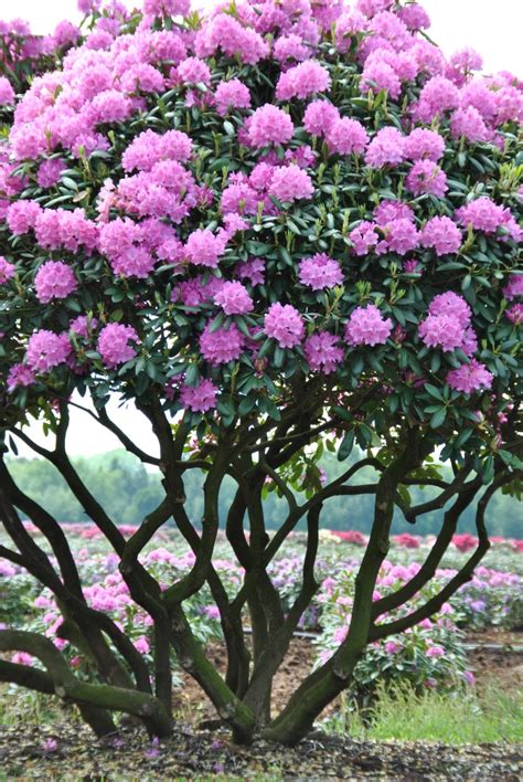 Rhododendron 'English Roseum' | Rhododendron 'English Roseum' - Van den ...