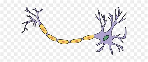 Neuron With Axon Clip Art - Neuron - Free Transparent PNG Clipart ...