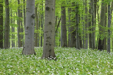 Germany, Thuringia, View of spring forest with Ramsons stock photo