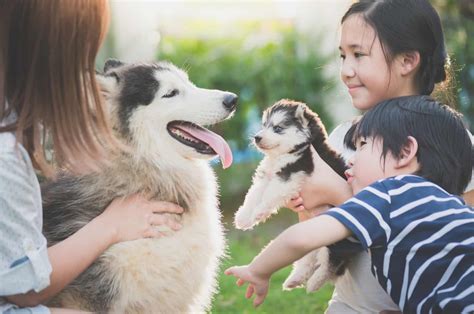 9 Siberian Husky Breeders: Finding Puppies Of Top-Quality