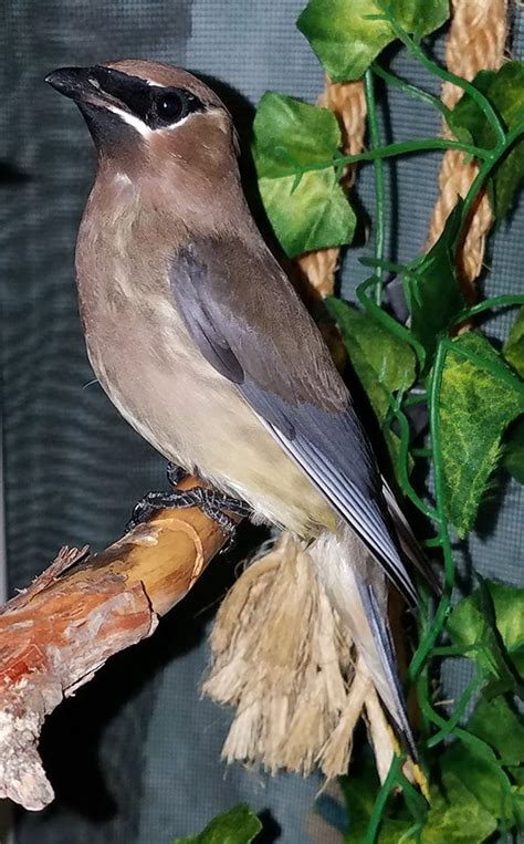 Native Bird Care Blog - Native Bird Care of Sisters, Oregon