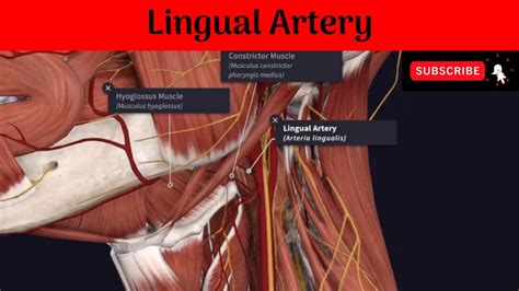 Lingual Artery #Anatomy #mbbs #education #bds #headandneckanatomy #arteries - YouTube