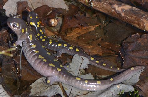 Ohio Birds and Biodiversity: Pink salamanders. I'm not kidding.