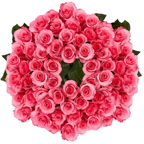 250 Stems of Dark Pink Eliza Roses- Beautiful Fresh Cut Flowers ...