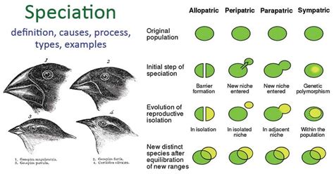 Allopatric speciation - Definition and Examples - Biology Online Dictionary