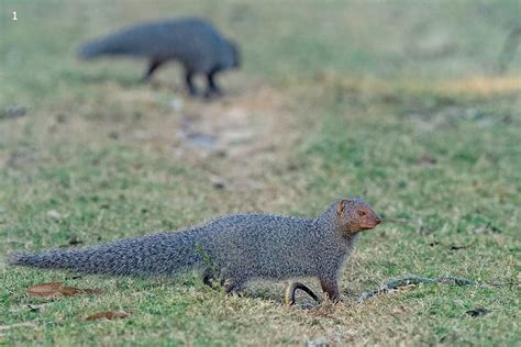 The Indian Grey Mongoose: The Cobra’s Nemesis | Roundglass | Sustain