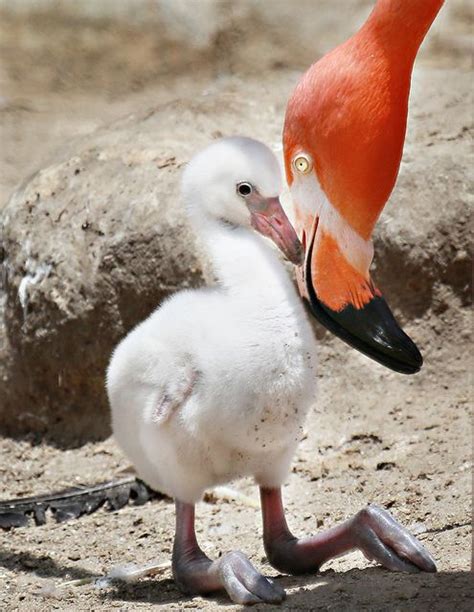 A Mother's Touch | Pet birds, Baby animals, Animals