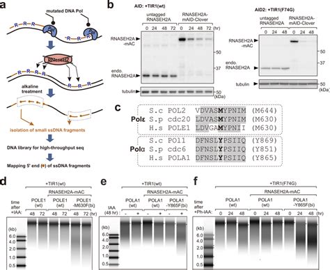 Ribonucleotide incorporation into DNA in POLE1-M630F and POLA1-Y865F... | Download Scientific ...