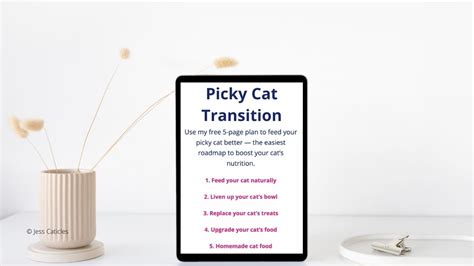 How to Transition Cat Food Properly - Jess Caticles