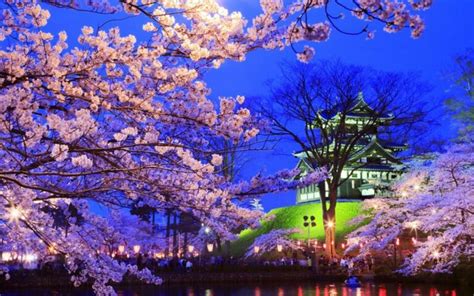 Sakura – spring in Tokyo | DinoAnimals.com