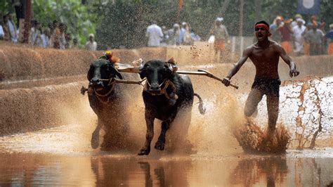 Kambala Festival 2024 - Dates, History, Major Attractions | Adotrip