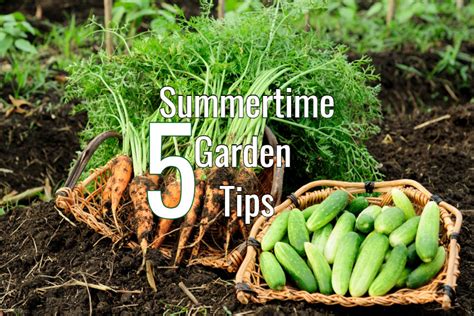 5 Big Vegetable Garden Tips To Keep Plants Healthy All Summer Long!