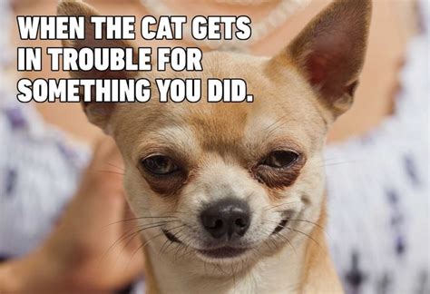 Dog Memes That Are Sure to Make You Smile | Reader's Digest Canada