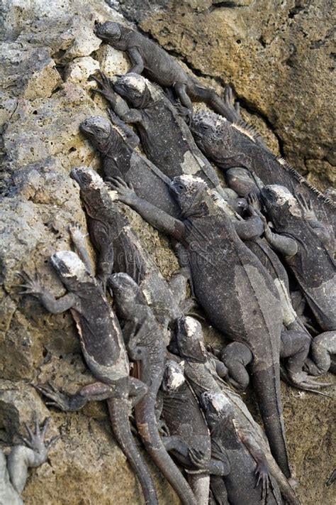 Marine iguanas stock photo. Image of coast, colony, cristatus - 20426692