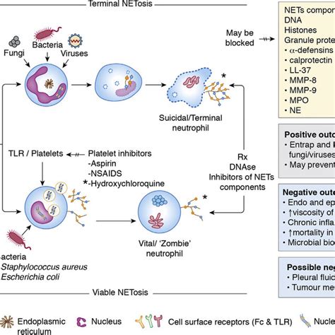 -Mechanisms of formation of neutrophil extracellular traps. Depending... | Download Scientific ...