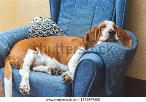 Sleeping Basset Hound White Brown On Stock Photo (Edit Now) 1392697655