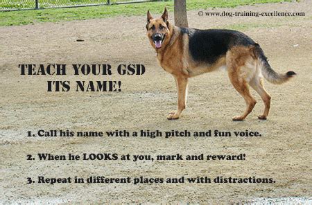 Best German Shepherd Names to Catch your Dog's Attention