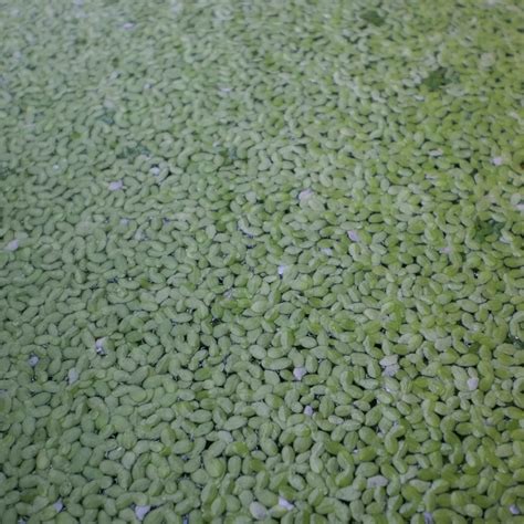 Duckweed for Sale | Fish Plant Food | The Pond Guy