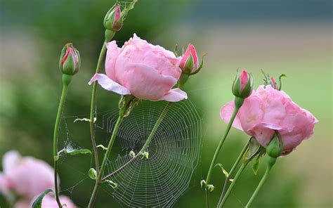Roses, Pink color, Spider web, Flower-bud, HD Wallpaper | Rare Gallery