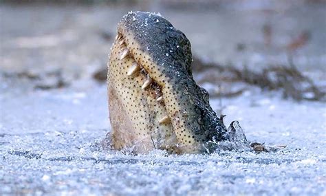 American alligators freeze in place to survive arctic blast in North ...