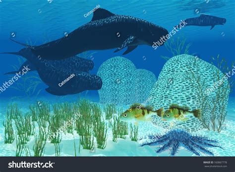 1,451 Pilot whale Images, Stock Photos & Vectors | Shutterstock