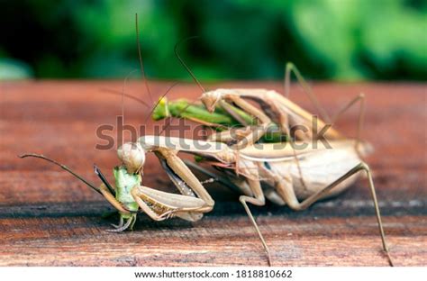 Praying Mantis Eating Mate