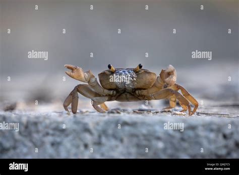 Freshwater crab species, Satara, Maharashtra, India Stock Photo - Alamy