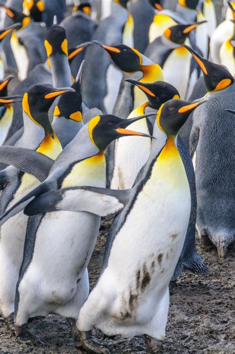 King Penguins on Gold Harbour Stock Image - Image of extreme, beautiful: 147078823