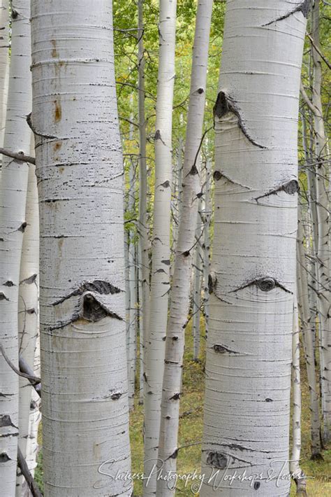 White Bark of the Aspen Tree - Shetzers Photography