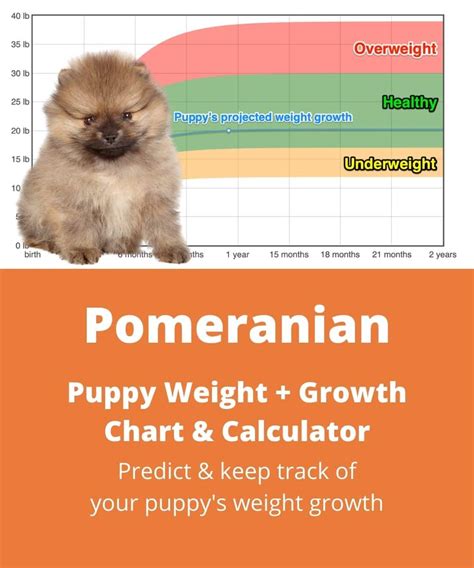 Pomeranian Weight+Growth Chart 2022 - How Heavy Will My Pomeranian Weigh? | The Goody Pet
