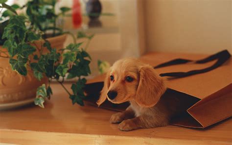 Dachshund Wallpapers - Wallpaper Cave