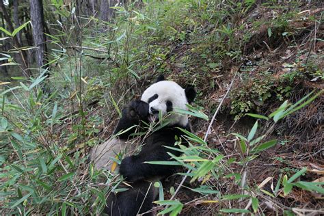 What's giant panda conservation worth? Billio | EurekAlert!