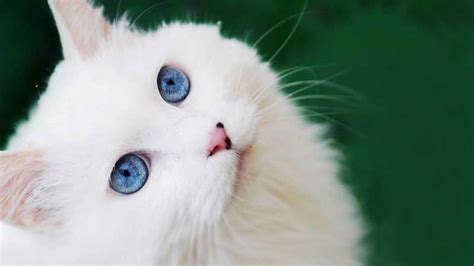 10 Cat Breeds with Blue Eyes That Are Beyond Beautiful