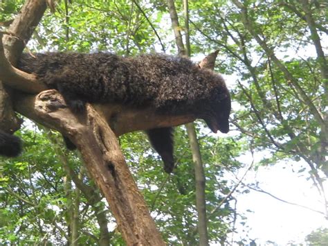 palawan bearcat on a tree | Smithsonian Photo Contest | Smithsonian ...