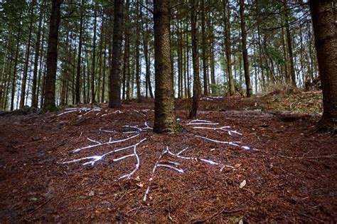 Poetry tour of the Forest of Dean Sculpture Trail - Art Tour at Forest of Dean Sculpture Trail ...