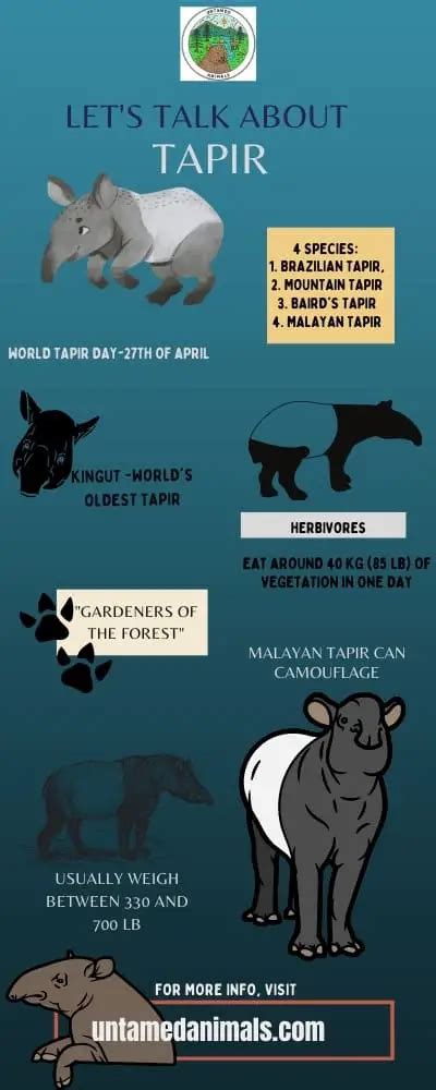 20 Remarkable Tapir Facts You Probably Didn't Know - UntamedAnimals