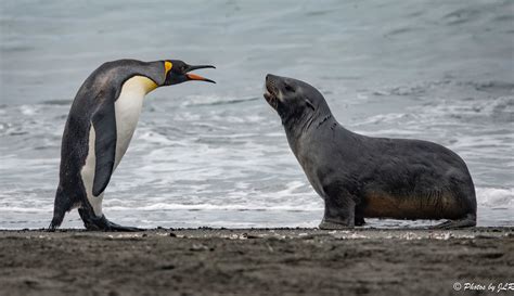 St. Andrew's Bay | King Penguin Arguing with Fur Seal